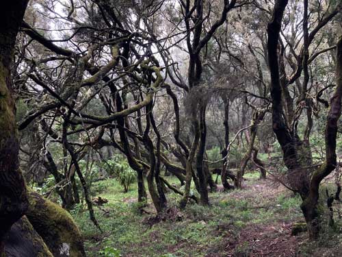 alps tour la gomera